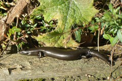 Oligosoma polychroma