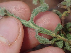 Pterocaulon sphacelatum