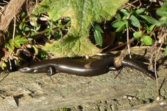 Oligosoma polychroma