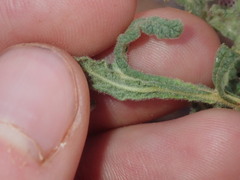 Pterocaulon sphacelatum