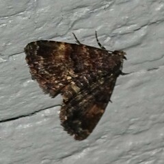 Metalectra richardsi