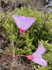 Clarkia