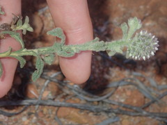 Pterocaulon sphacelatum