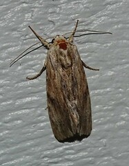 Spodoptera eridania