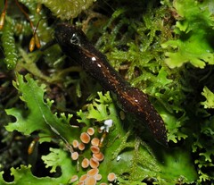 Newzealandia