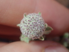 Pterocaulon sphacelatum