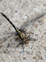 Stylurus spiniceps
