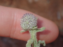 Pterocaulon sphacelatum