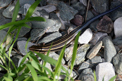 Plestiodon finitimus