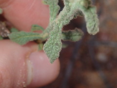 Pterocaulon sphacelatum