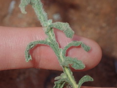 Pterocaulon sphacelatum