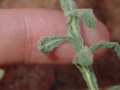 Pterocaulon sphacelatum