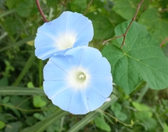 Ipomoea nil