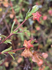 Hermannia angularis