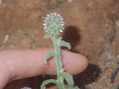 Pterocaulon sphacelatum
