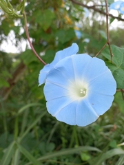 Ipomoea nil