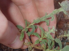 Pterocaulon sphacelatum