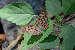 Polygonia c-aureum