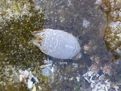 Emerita analoga