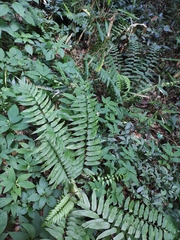 Polystichum hookerianum