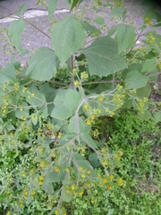Sigesbeckia orientalis