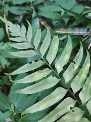 Polystichum hookerianum