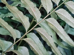 Polystichum hookerianum