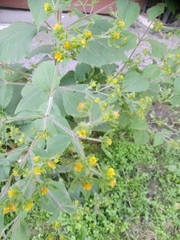 Sigesbeckia orientalis
