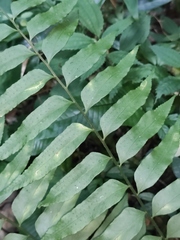 Polystichum hookerianum