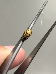 Hippodamia tredecimpunctata