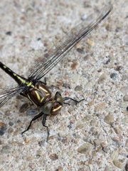 Stylurus spiniceps