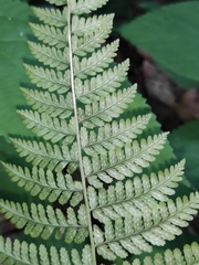 Athyrium vidalii