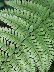 Athyrium vidalii