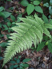 Athyrium vidalii