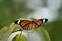 Danaus genutia