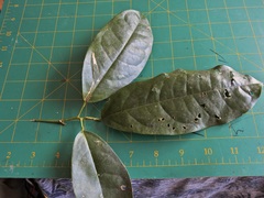 Pycnarrhena novoguineensis