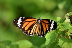 Danaus genutia