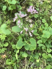 Adenostyles alliariae