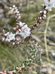 Epacris gunnii