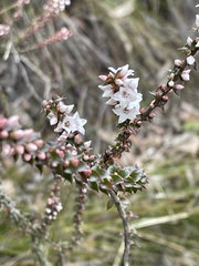 Epacris gunnii