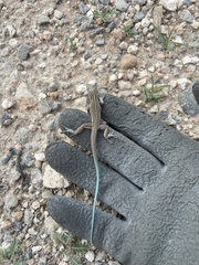 Aspidoscelis neomexicanus