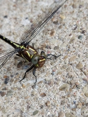 Stylurus spiniceps