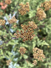 Helichrysum anomalum