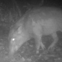 Sus scrofa leucomystax