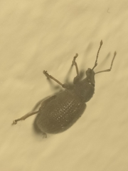 Otiorhynchus rugosostriatus