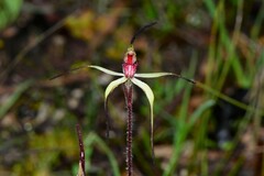 Caladenia fulva