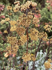 Helichrysum anomalum