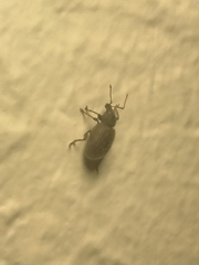 Otiorhynchus rugosostriatus