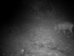 Sus scrofa leucomystax