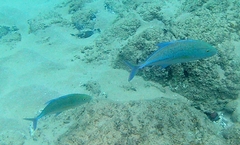 Caranx melampygus